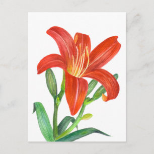Carte Postale Illustration botanique de Lys orange