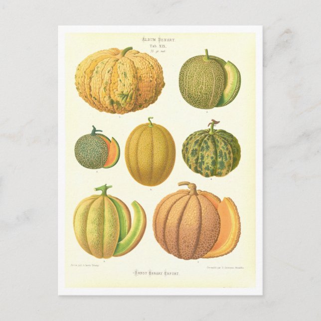 Carte Postale Illustration botanique de Melons à partir du catal (Devant)