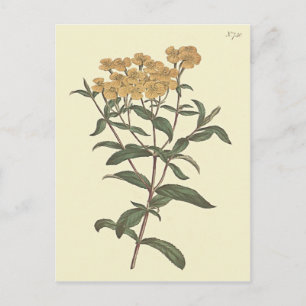 Carte Postale Illustration botanique de souci piment