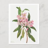 Illustration botanique du Rhododendron rose