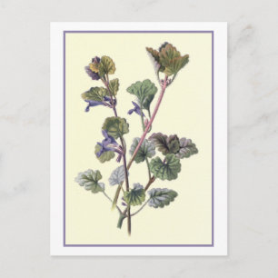 Carte Postale Illustration botanique "Ground Ivy"
