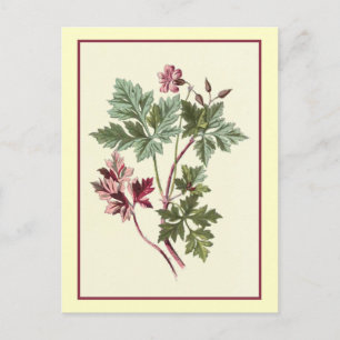 Carte Postale Illustration botanique "Herb Robert"