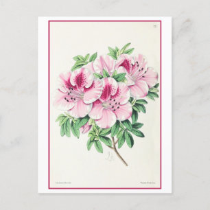 Carte Postale Illustration botanique rose azalée Vintage