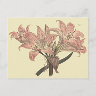Carte Postale Illustration botanique rose Belladonna Lily