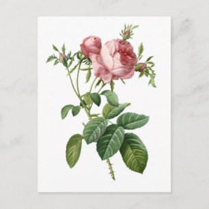 Carte Postale Illustration botanique rose vintage, Redoute