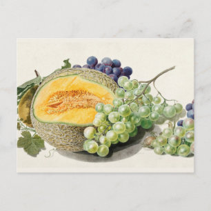 Carte Postale Illustration botanique vintage