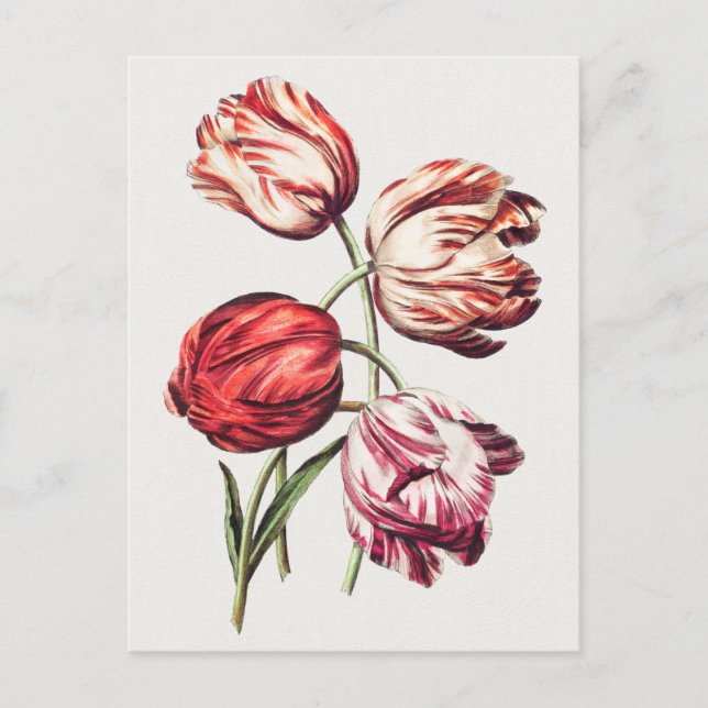 Carte Postale Illustration botanique vintage (Devant)