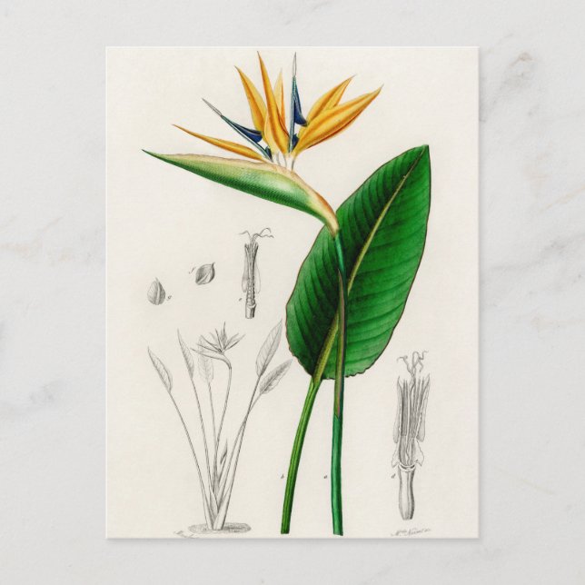 Carte Postale Illustration botanique vintage (Devant)