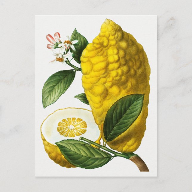 Carte Postale Illustration botanique vintage (Devant)