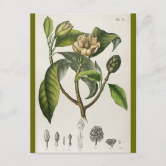 Carte Postale Illustration botanique vintage de fleur