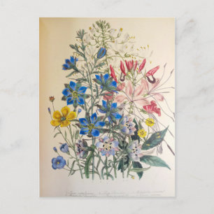 Carte Postale Illustration botanique vintage de lin et de Cleome