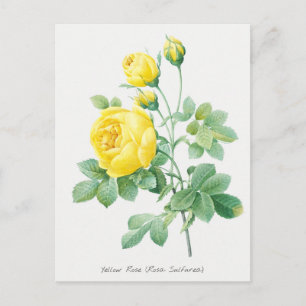 Carte Postale Illustration botanique vintage de rose jaune