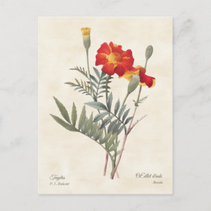 Carte Postale Illustration botanique Vintage Marigolds
