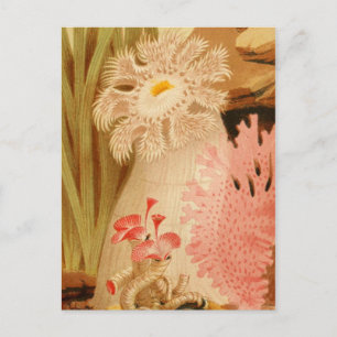 Carte postale Illustration classique