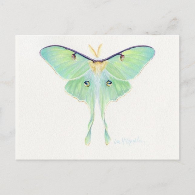 Carte postale Illustration classique (Devant)