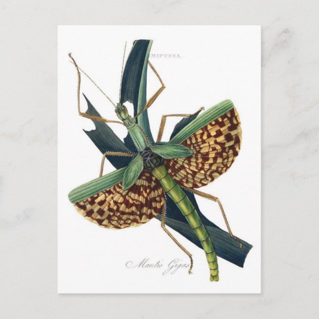 Carte postale Illustration classique (Devant)