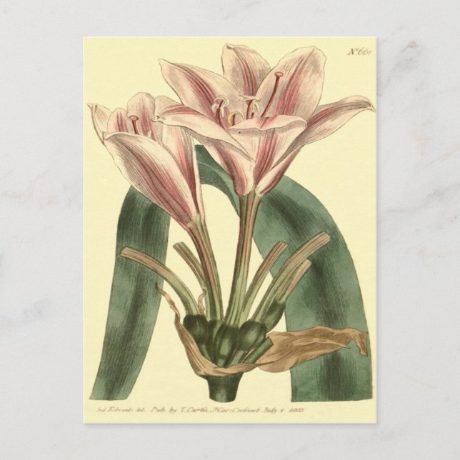 Carte Postale Illustration d'Amaryllis à longue feuille (Devant)