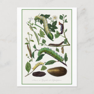 Carte Postale Illustration d'antiquité Caterpillar