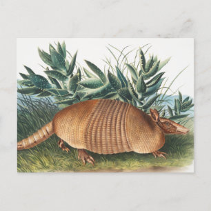 Carte Postale Illustration d'Armadillo (Dasypus Peba) à neuf ban