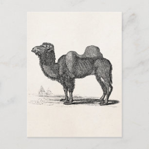 Carte Postale Illustration de chameau vintage des années 1800 - 