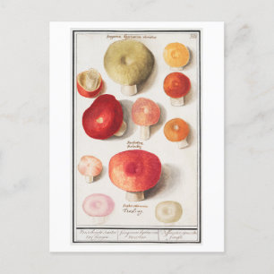 Carte Postale Illustration de champignon vintage