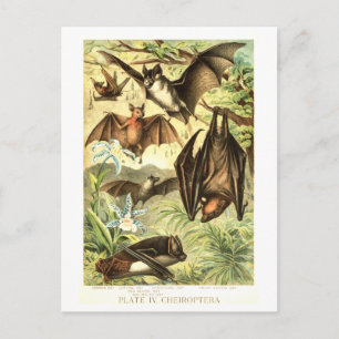 Carte Postale Illustration de chauve-souris vintage