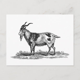 Carte Postale Illustration de chèvre domestique vintage - chèvre