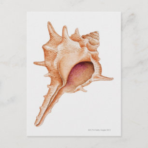 Carte Postale Illustration de coquille de Murex