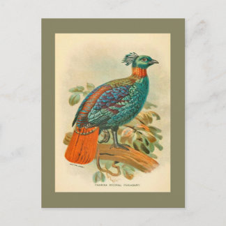 Carte Postale Illustration de faisan coloré d'oiseaux vintage