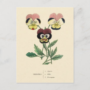Carte Postale Illustration de fleur de pensée Pensée