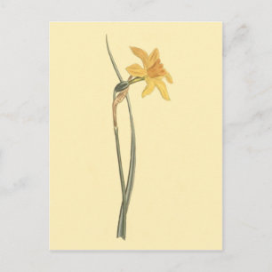 Carte Postale Illustration de fleur jaune de jonquille narcisse