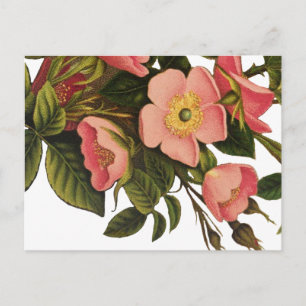 Carte Postale Illustration de fleurs de rose antiques