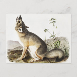 Carte Postale Illustration de Fox (Vulpes velox)