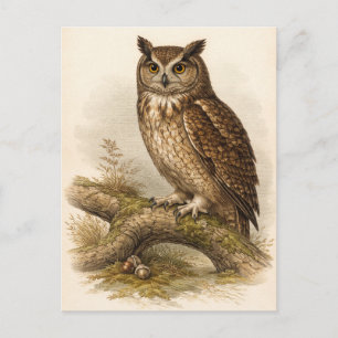 Carte Postale Illustration de hibou de style vintage