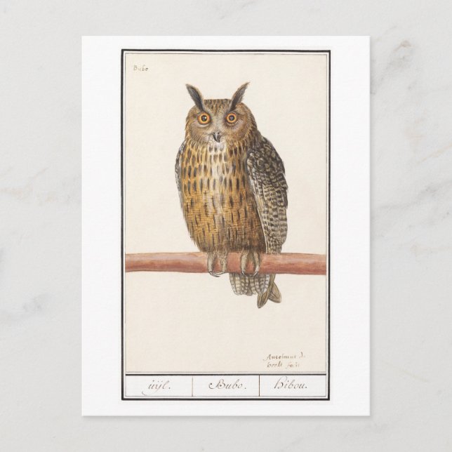Carte Postale Illustration de hibou vintage (Devant)