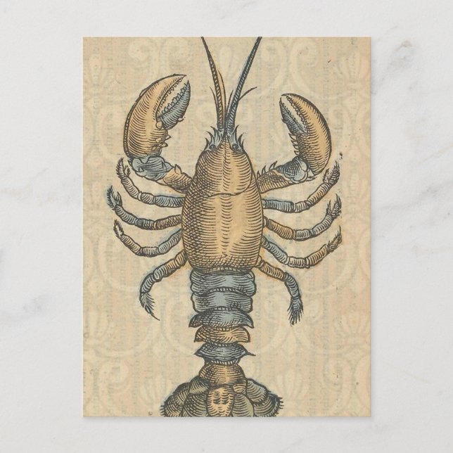 Carte Postale Illustration de homard, fruits de mer du Maine (Devant)