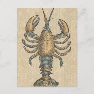 Carte Postale Illustration de homard vintage : damas côtier