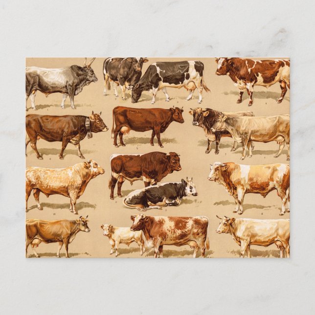 Carte Postale Illustration de la ferme de vaches laitières vinta (Devant)