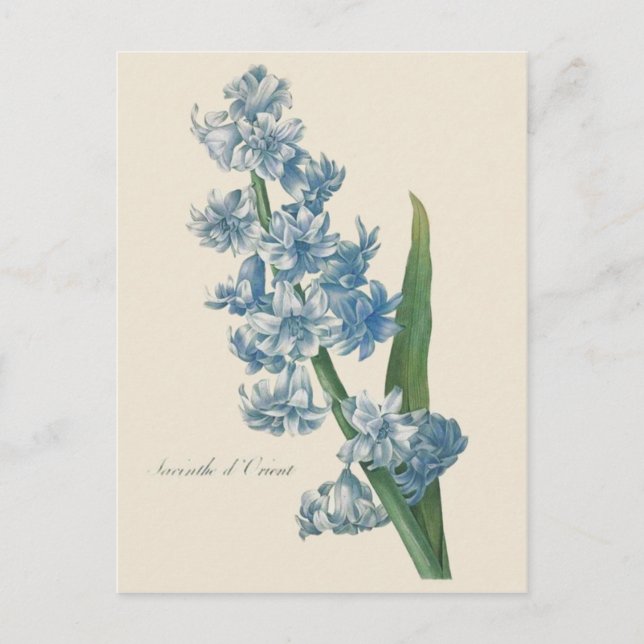 Carte Postale Illustration de la fleur bleue Hyacinth (Devant)