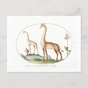 Carte Postale Illustration de la girafe vintage