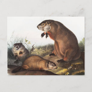 Carte Postale Illustration de la marmotte (Arctomys monax)