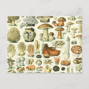 Carte Postale Illustration de la science des champignons - Vinta