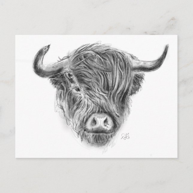 Carte Postale Illustration de la vache écossaise Highland (Devant)