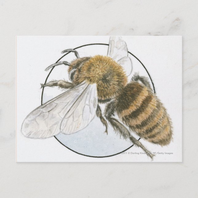 Carte Postale Illustration de l'abeille européenne au miel (Devant)