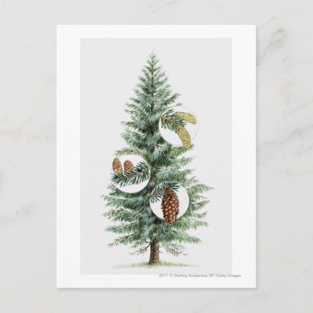 Carte Postale Illustration de l'arbre à conifères avec cônes (Devant)