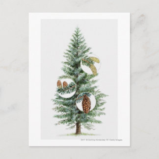 Carte Postale Illustration de l'arbre à conifères avec cônes