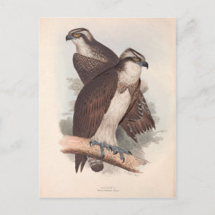 Carte Postale Illustration de l'histoire naturelle du balbuzard 