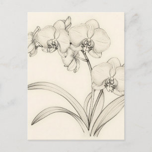 Carte Postale Illustration de ligne élégante d'orchidée Phalaeno