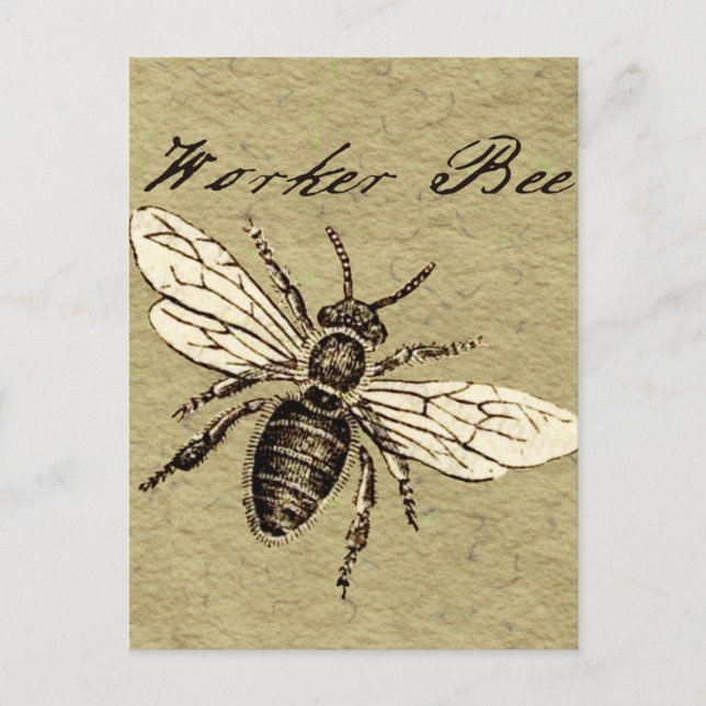 Carte Postale Illustration de l'insecte d'abeille vintage (Devant)