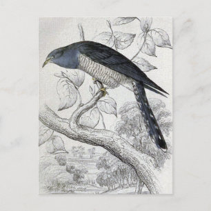 Carte Postale Illustration de l'oiseau Vintage Cuckoo Lineated